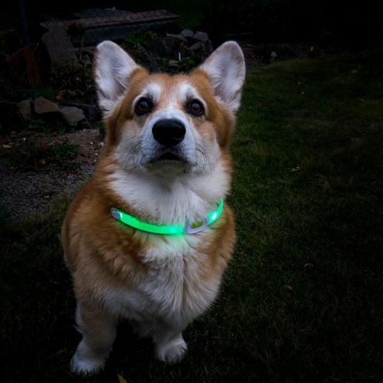 Dog Collar LED Light Petsaber Maxi